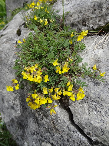 Hippocrepis comosa